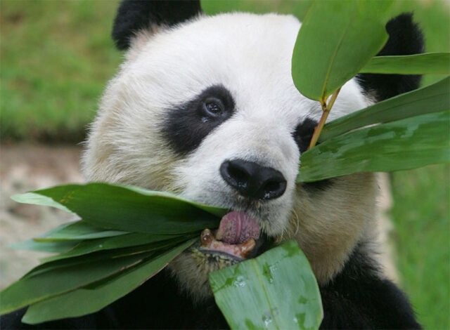 gau-truc-an-an-dai-dien