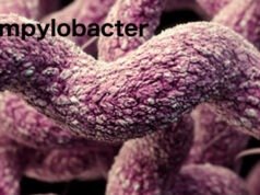 Những con số lo ngại về tình trạng nhiễm trùng Campylobacter ở Cộng hòa Séc