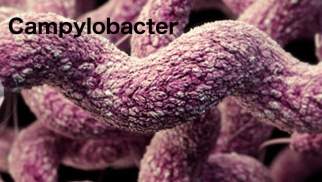 campylobacter-917x519