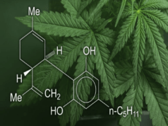 CBD là gì và CBD tác động như thế nào?