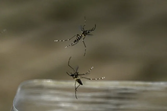 afp2024071034z92flv1highrescolombiahealthmosquitodengue-1752064233498660541233