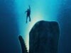 WHALEFALL (VELRYBÍ PÁD): CUỘC CHIẾN SINH TỒN NGHẸT THỞ BÊN TRONG CƠ THỂ CÁ VOI KHỔNG LỒ